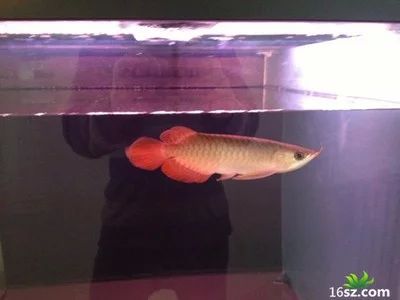 龍魚掉眼的常見原因是什么，龍魚掉眼恢復(fù)視力的方法：龍魚掉眼怎么辦 龍魚百科 第3張