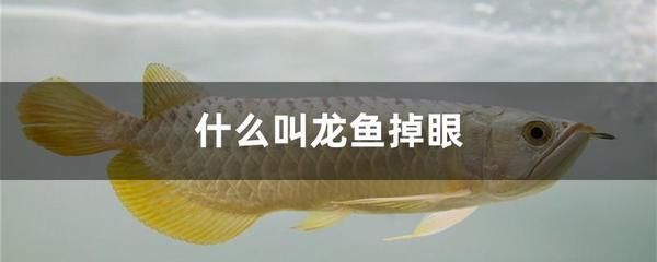 龍魚(yú)可以吃死蝦嗎？：龍魚(yú)可以吃死蝦嗎龍魚(yú)可以吃死蝦嗎死蝦可以吃死蝦嗎