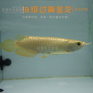 金龍魚a級過背是什么意思（b級過背金龍魚長大是怎樣）：金龍魚a級過背是什么意思