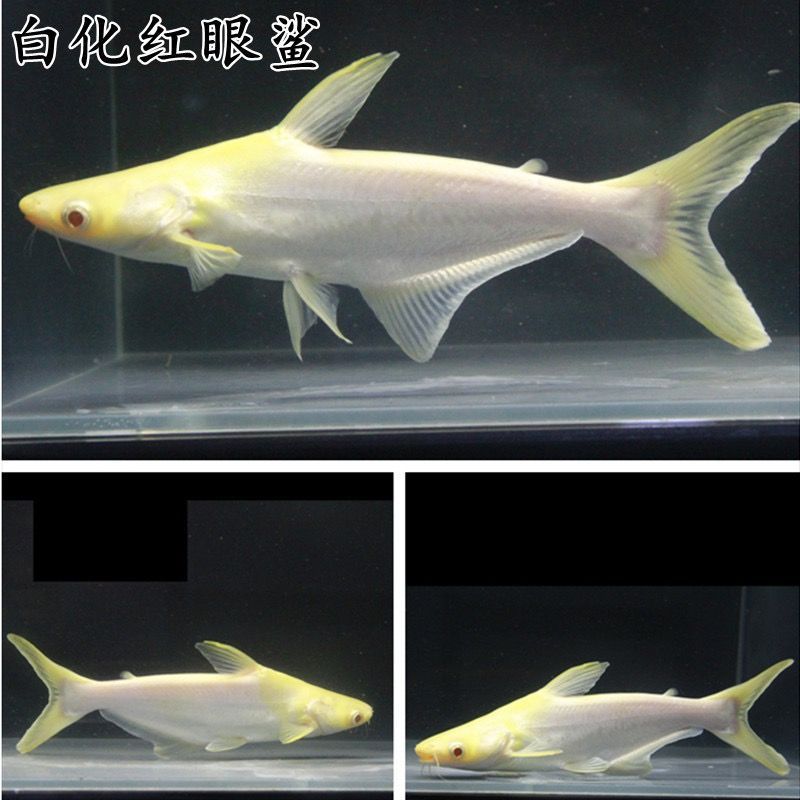 虎頭鯊和龍魚是否會發(fā)生打架行為，虎頭鯊和龍魚可以混養(yǎng)嗎：虎頭鯊和龍魚可以混養(yǎng)嗎虎頭鯊和龍魚可以混養(yǎng)嗎 龍魚百科 第3張