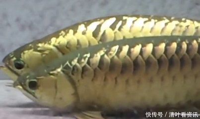 金龍魚的寓意：\