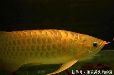 比金龍魚還貴的魚都有哪些？：比金龍魚還貴的魚主要有以下幾種 龍魚百科 第2張