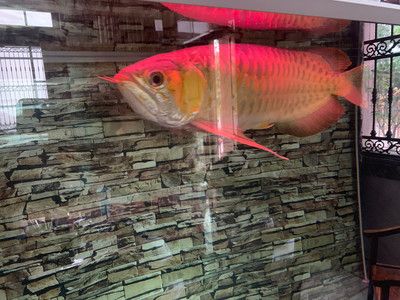 紅龍魚和金龍魚的區(qū)別：紅龍魚和金龍魚在寓意和飼養(yǎng)技巧上存在一些差異