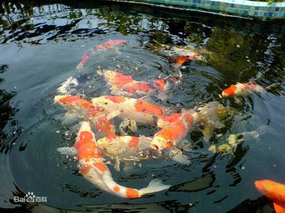 紅龍魚的飼養(yǎng)難度高嗎，要求高嗎：紅龍魚好養(yǎng)嗎，要求高嗎