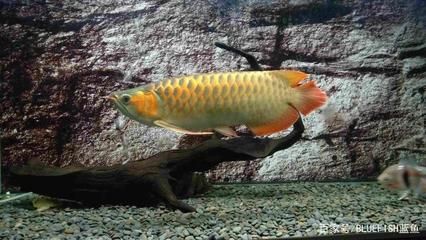 龍魚(yú)過(guò)水的方法：龍魚(yú)過(guò)水的一種常見(jiàn)方法