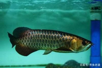 龍魚(yú)過(guò)水的方法：龍魚(yú)過(guò)水的一種常見(jiàn)方法