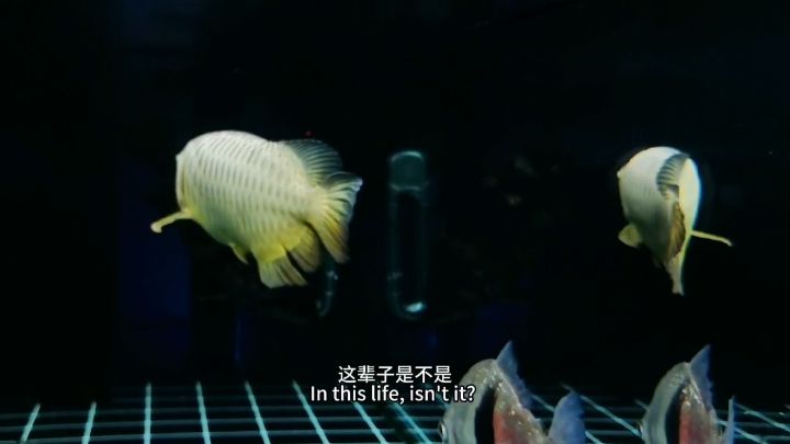 魚友們養(yǎng)的金龍魚有超過10年的嗎？：聽人說虎魚長到50公分以后生命就不長了是這樣嗎 觀賞魚論壇