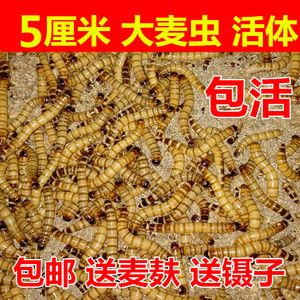 龍魚喂食大麥蟲的注意事項(xiàng)：喂食大麥蟲時(shí)應(yīng)注意營養(yǎng)均衡、控制喂食量和頻率 龍魚百科 第2張