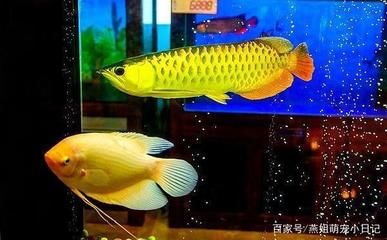 招財魚和龍魚和龍魚混養(yǎng)技術(shù)大型招財魚和龍魚混養(yǎng)教程：招財魚和什么魚混養(yǎng)好 龍魚百科 第3張