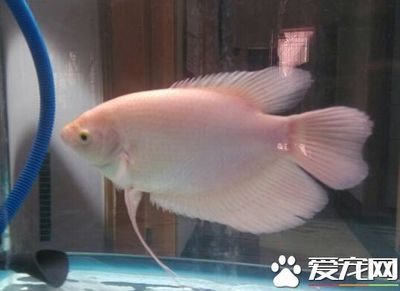 招財魚和龍魚和龍魚混養(yǎng)技術(shù)大型招財魚和龍魚混養(yǎng)教程：招財魚和什么魚混養(yǎng)好 龍魚百科 第2張