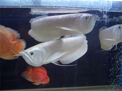 小銀龍魚(yú)飼養(yǎng)技巧：小銀龍魚(yú)健康長(zhǎng)壽關(guān)鍵飼養(yǎng)技巧，小銀龍魚(yú)健康長(zhǎng)壽關(guān)鍵