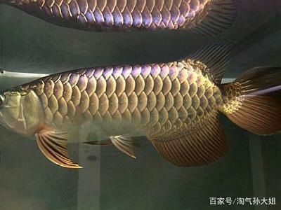 藍底金龍魚和金龍魚的區(qū)別：藍底金龍魚和金龍魚有什么區(qū)別