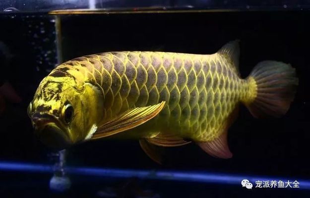 龍魚繁殖條件包括成年體型、適當?shù)哪挲g以及飼養(yǎng)環(huán)境：龍魚成功繁殖，龍魚可以長到多大才能繁殖