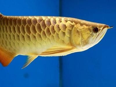 金龍魚6排鱗亮需要多長時間？：想讓你的金龍魚擁有6排全亮的鱗片，你需要等待3年以上的時間