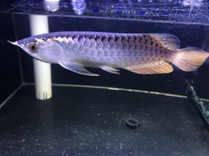 金龍魚(yú)幼苗種子購(gòu)買注意以下幾點(diǎn)您可以買到金龍魚(yú)幼苗種子：哪里能買到金龍魚(yú)幼苗種子呢？ 龍魚(yú)百科 第3張