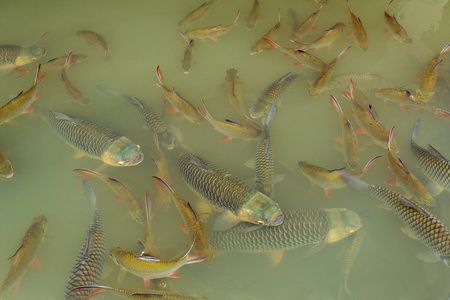 泰國(guó)金龍魚，學(xué)名美麗硬骨舌魚，被譽(yù)為“活化石”：泰國(guó)金龍魚的價(jià)格