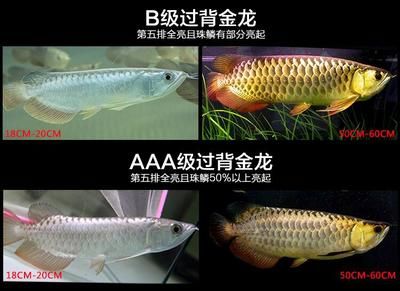 金龍魚的品相級別劃分主要標(biāo)準(zhǔn)金龍魚的品相級別劃分：金龍魚怎么看品相好壞 龍魚百科 第1張