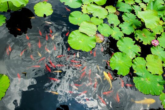 小龍魚的產(chǎn)自哪里？：小龍魚在水族貿(mào)易中可能是指一種觀賞魚類，小龍魚可能有多種來(lái)源 龍魚百科 第1張