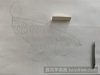 龍魚飼料選擇和上色方法是一些關(guān)鍵信息是一些關(guān)鍵信息：龍魚吃什么上色快又好養(yǎng)， 龍魚百科 第3張