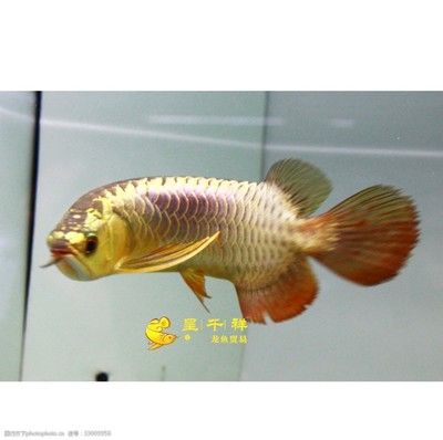 廣州呈千祥龍魚(yú)貿(mào)易有限公司簡(jiǎn)介：呈千祥龍魚(yú)貿(mào)易公司簡(jiǎn)介