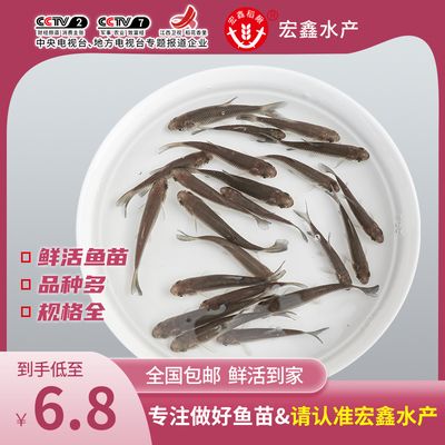 小鯽魚可以作為食物喂養(yǎng)龍魚，但需要注意一些事項：小鯽魚可以作為食物喂養(yǎng)龍魚但需要注意一些事項 龍魚百科 第2張