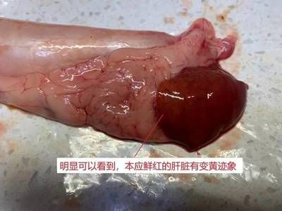 金龍魚尾部有寄生蟲如何處理金龍魚尾部的寄生蟲問題：如何處理金龍魚尾部的寄生蟲