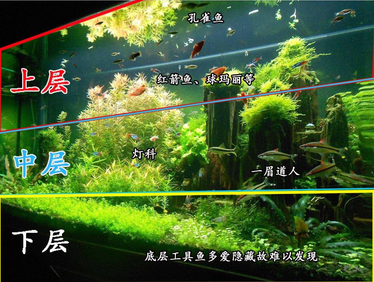 小魚混養(yǎng)的搭配表：《小魚混養(yǎng)搭配表》小魚混養(yǎng)搭配禁忌和搭配禁忌和混養(yǎng)思路 觀賞魚論壇