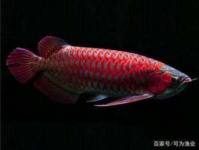 辣椒紅龍魚，辣椒紅龍魚的特點：極品辣椒紅龍魚飼養(yǎng)注意事項，辣椒紅龍魚發(fā)色最快要到一年半