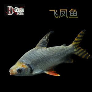 紅龍魚搭配多少條飛鳳魚：紅龍魚與飛鳳魚的搭配數(shù)量