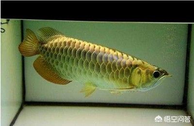 龍魚(yú)掉鱗的原因及其處理方法龍魚(yú)掉鱗的原因及處理方法：龍魚(yú)掉鱗怎么回事 龍魚(yú)百科 第2張