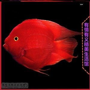 紅財(cái)神魚和紅龍魚是可以混養(yǎng)的但需要注意一些事項(xiàng)：紅財(cái)神魚和紅龍魚可以混養(yǎng)但需要注意一些事項(xiàng) 龍魚百科 第1張