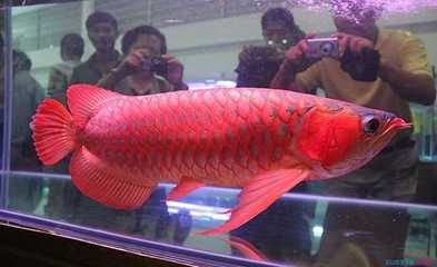 紅龍魚(yú)高清喂食視頻素材紅龍魚(yú)喂食視頻素材紅龍魚(yú)高清喂食視頻：紅龍魚(yú)喂食視頻