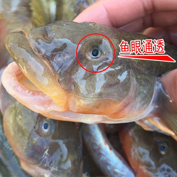 鮮活小龍魚的購(gòu)買方法：關(guān)于鮮活小龍魚的一些相關(guān)信息 龍魚百科 第2張