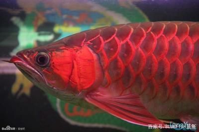 紅龍魚和黑龍魚的價(jià)格差異有多大？：紅龍魚價(jià)格普遍高于黑龍魚， 龍魚百科