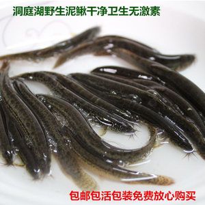 龍魚喂凍泥鰍是否合適：龍魚喂凍泥鰍好嗎龍魚喂凍泥鰍好嗎，龍魚喂凍泥鰍好嗎