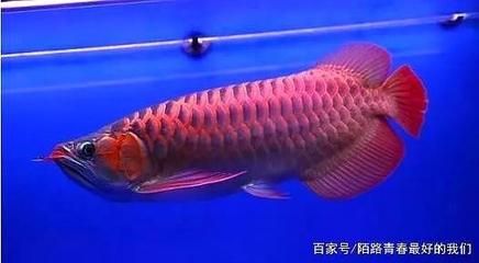 紅龍魚(yú)的價(jià)格是多少？：最貴的紅龍魚(yú)價(jià)格可以達(dá)到數(shù)十萬(wàn)元人民幣，但價(jià)格可以達(dá)到數(shù)十萬(wàn) 龍魚(yú)百科 第2張