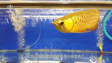 小金龍魚挑選到日常養(yǎng)護(hù)中需要注意的一些關(guān)鍵特征：小金龍魚在外觀上有一些特定的特征可以幫助我們判斷它們的健康和品種 龍魚百科 第2張