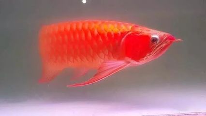 龍魚是否可以吃魚飼料？：龍魚可以吃魚飼料嗎？ 龍魚百科 第1張