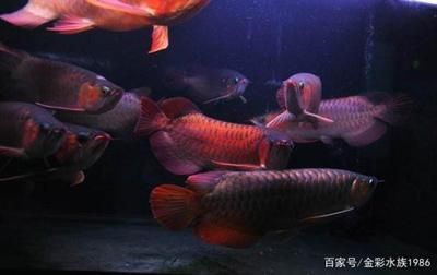 小龍魚和成年龍魚混養(yǎng)的關鍵因素需要考慮，以確保成功和魚只的健康：大小龍魚混養(yǎng)注意事項， 龍魚百科 第2張