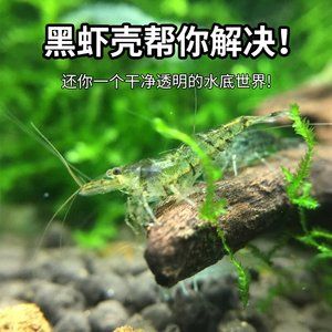 龍魚可以吃蝦殼嗎？：龍魚可以吃蝦殼么？ 龍魚百科 第3張