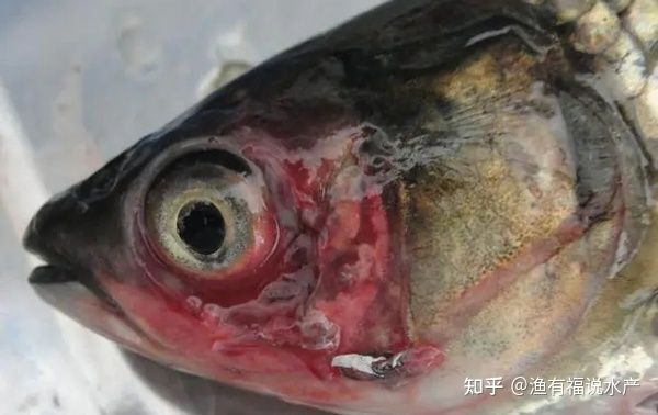 龍魚(yú)眼充血怎么治，龍魚(yú)眼充血的治療方法是什么：龍魚(yú)眼充血怎么治療