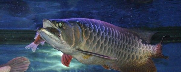 龍魚在食物選擇上偏好活的小魚是因為活餌可以激發(fā)食欲和捕食興趣：喂龍魚小金魚、朱文錦魚、朱文錦魚等活的小魚是比較好的選擇 龍魚百科 第2張