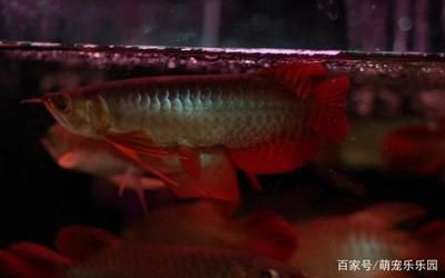 龍魚的壽命多久生小魚正常：龍魚的壽命和繁殖行為與其品種、生活環(huán)境以及養(yǎng)殖技術(shù)密切相關(guān) 龍魚百科 第2張