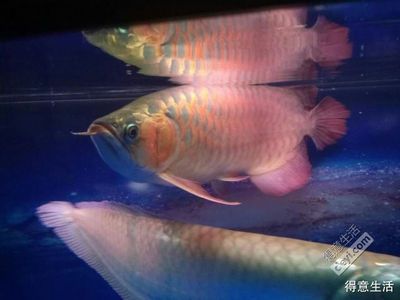 七彩龍魚(yú)的飼養(yǎng)方法：七彩雷龍魚(yú)的最大體長(zhǎng)一般不會(huì)超過(guò)20厘米