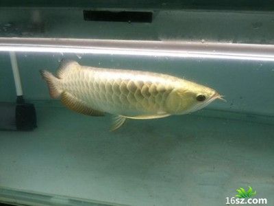 龍魚(yú)怎么在魚(yú)缸底部加氧，魚(yú)缸底部加氧的方法和注意事項(xiàng)：龍魚(yú)怎么在魚(yú)缸底部加氧呢？