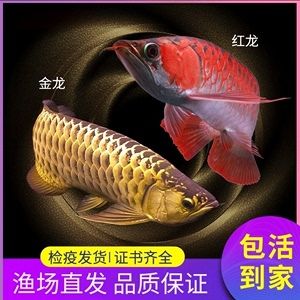 練手金龍魚，金龍魚因其華麗的外觀和獨特的飼養(yǎng)技巧：練手金龍魚是非常重要的