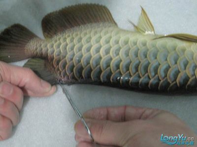 龍魚尾鰭斷裂怎么辦：龍魚尾鰭斷了怎么辦， 龍魚百科 第3張