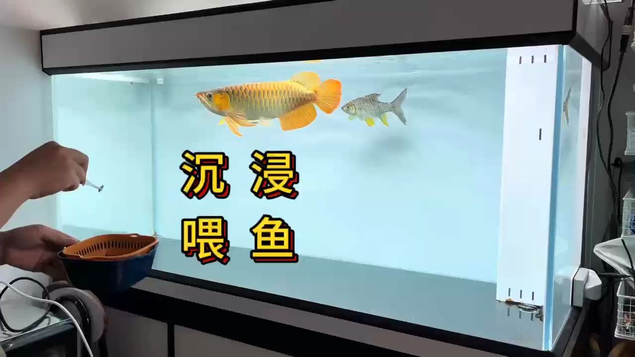 金雞暢天下評(píng)論：被養(yǎng)魚耽誤的建筑師評(píng)論：霸氣真的好看：慢慢成長(zhǎng)，但不需要多優(yōu)秀 觀賞魚論壇