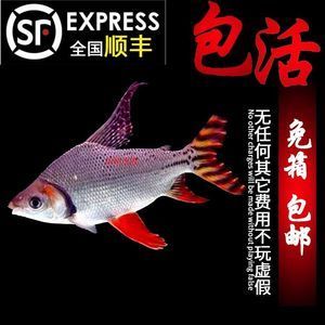 鳳魚吸龍魚的行為是由于鳳魚的天性和龍魚的身體狀況所導致的：鳳魚吸龍魚怎么回事 龍魚百科 第3張