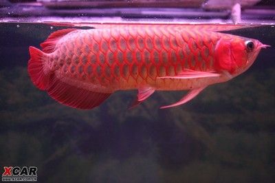 辣椒紅龍魚辣椒紅：辣椒紅龍魚是一種極具特色和價值價值的紅龍魚品種